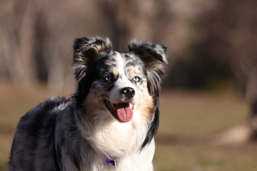 Méthodes efficaces pour éduquer un berger américain adulte