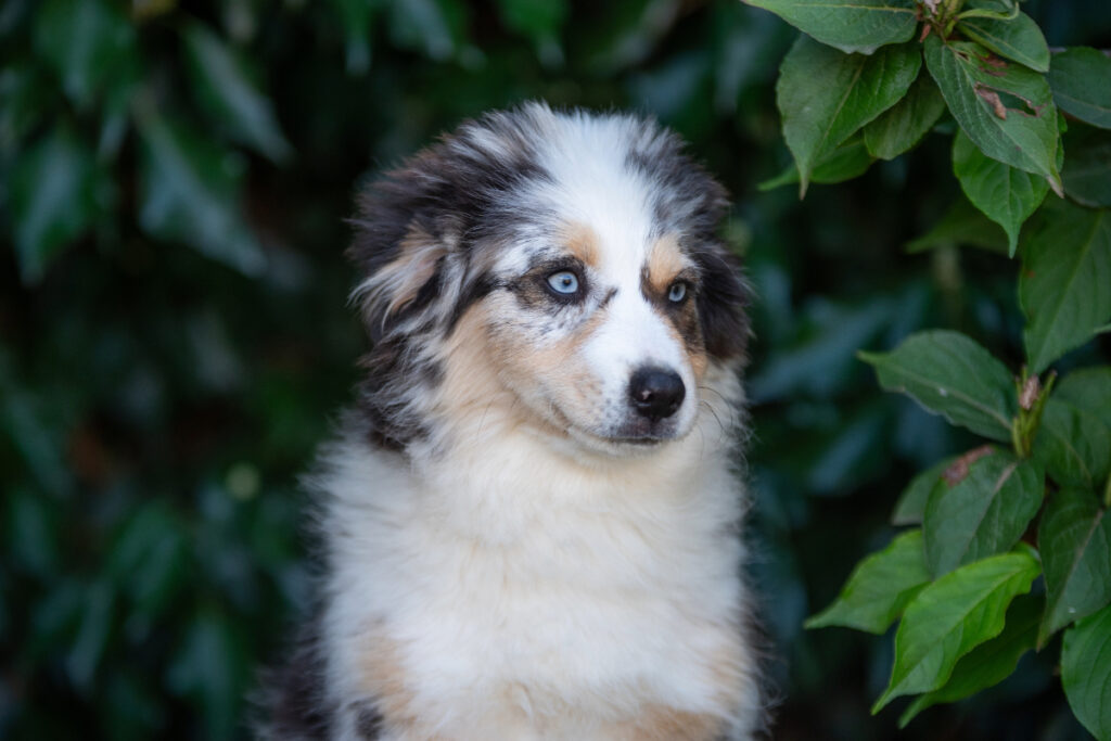 Routine quotidienne idéale pour un berger américain adulte