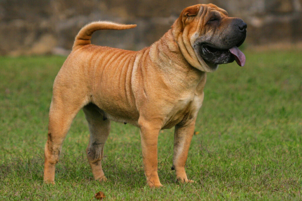 Shar Pei