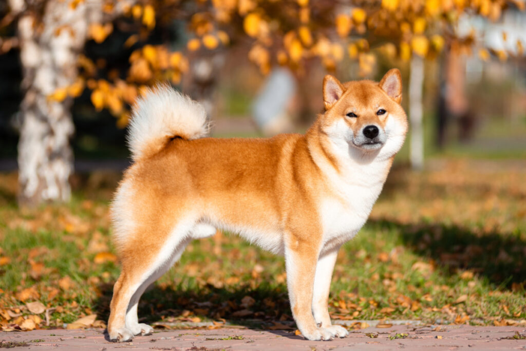 Shiba Inu