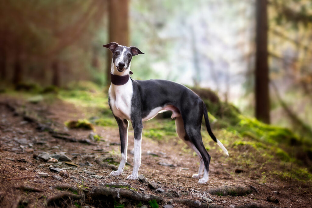 Whippet
