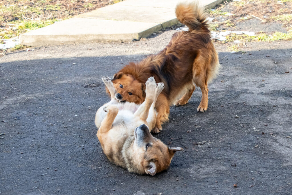éviter que mon chien attaque mon autre chien
