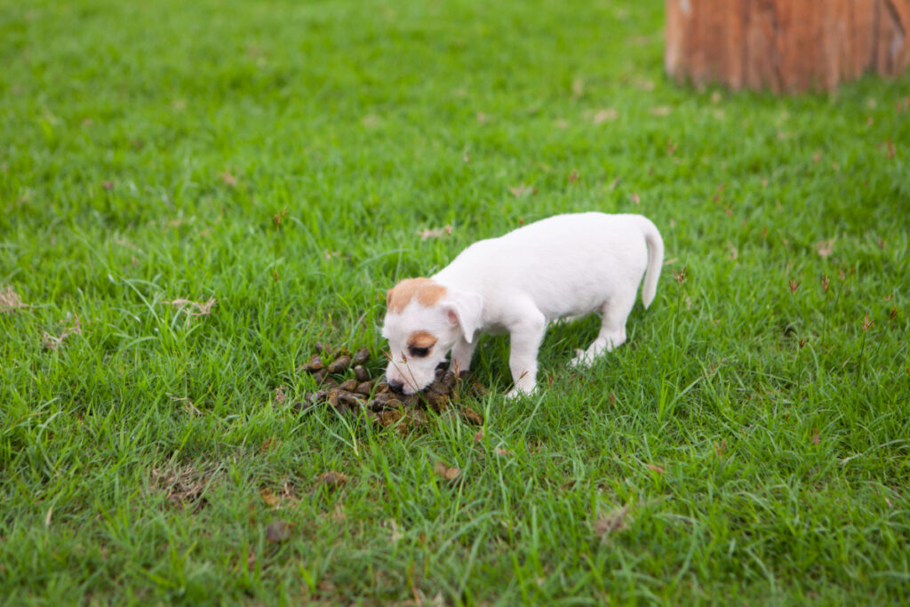 les risques pour la santé si mon chiot mange ses crottes