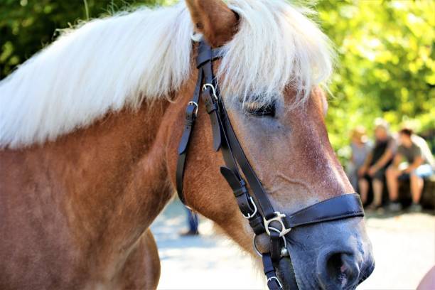 traiter Cushing chez le cheval