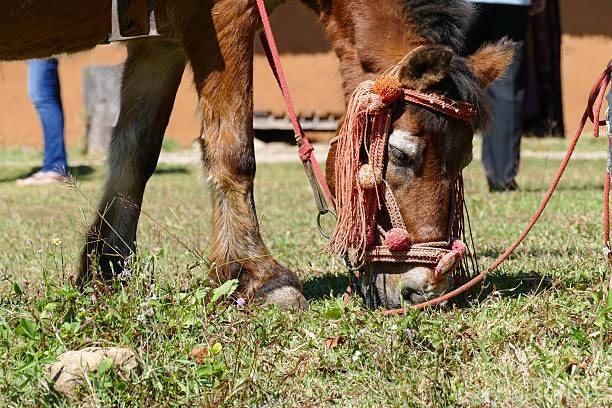 Vivre avec un cheval atteint de Cushing