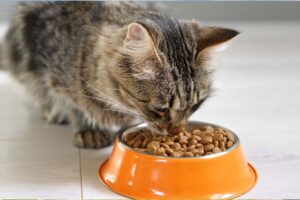 Le secret d’une alimentation premium pour votre chat